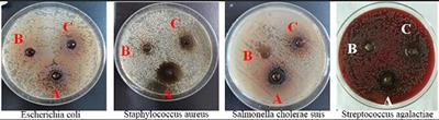 Preparation, Antibacterial Potential, and Antibacterial Components of Fermented Compound Chinese Medicine Feed Additives